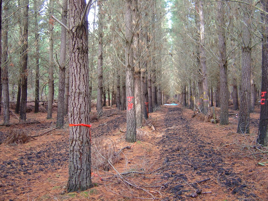 Forest site biosolids application 2004 1
