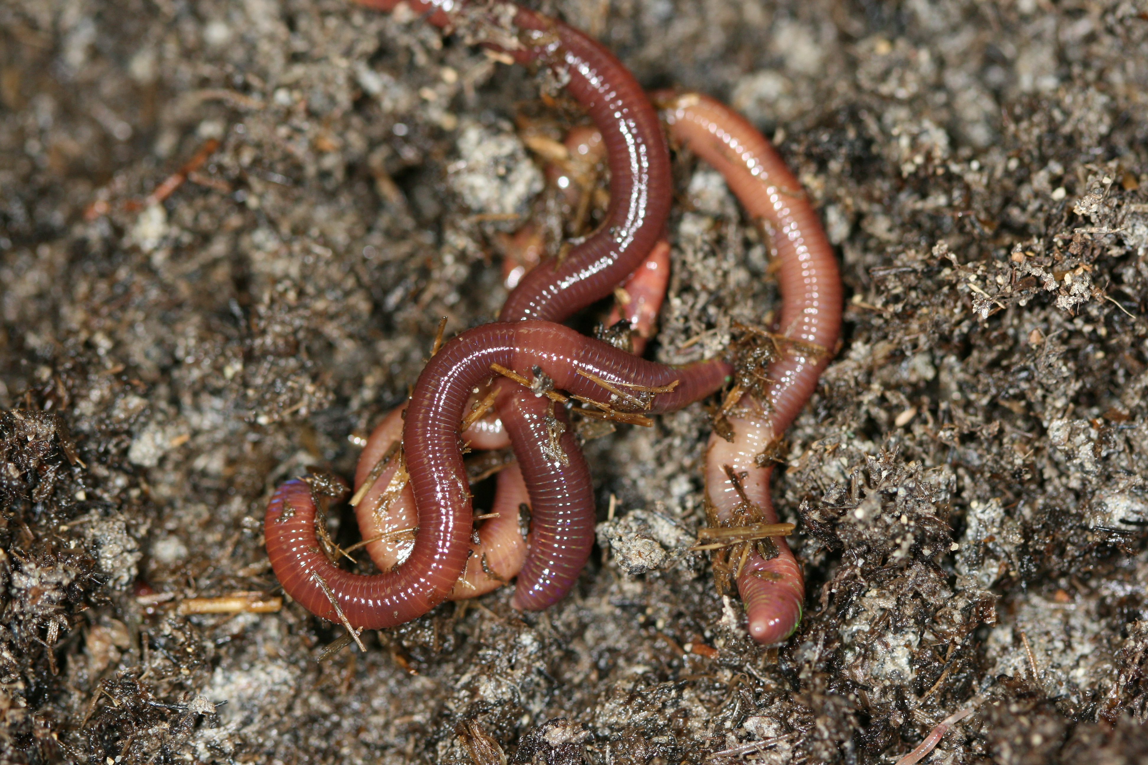in vitro assay worms